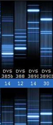 dna_segment